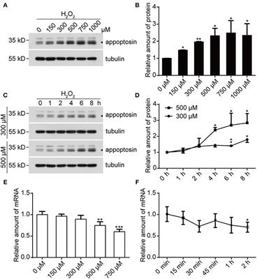 Appoptosin Mediates Lesions Induced by Oxidative Stress Through the JNK-FoxO1 Pathway
